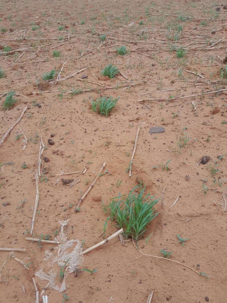 Avancement des semis dans la région de Tahoua