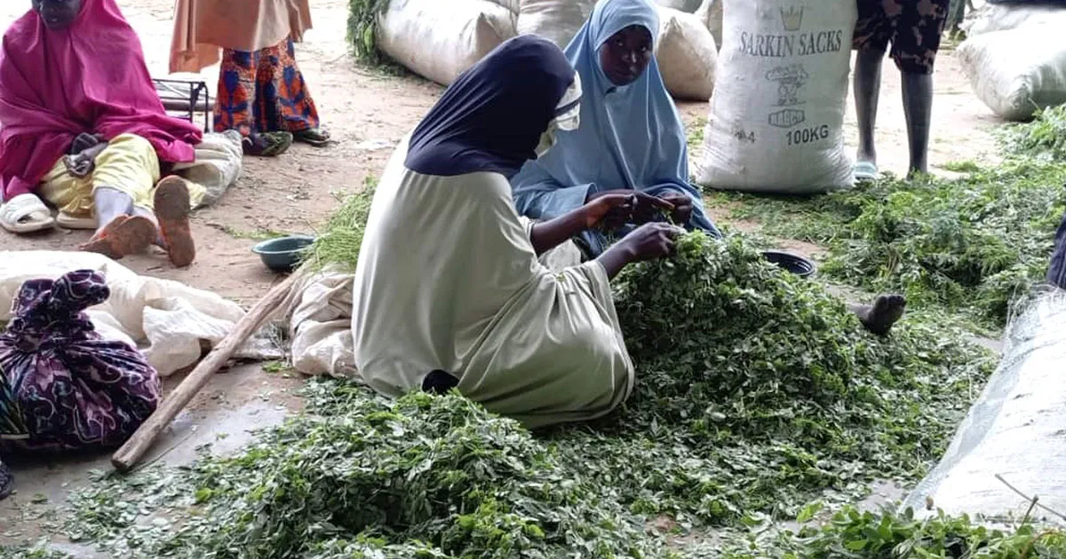 Le prix du moringa explose à Niamey malgré l'abondance apparente