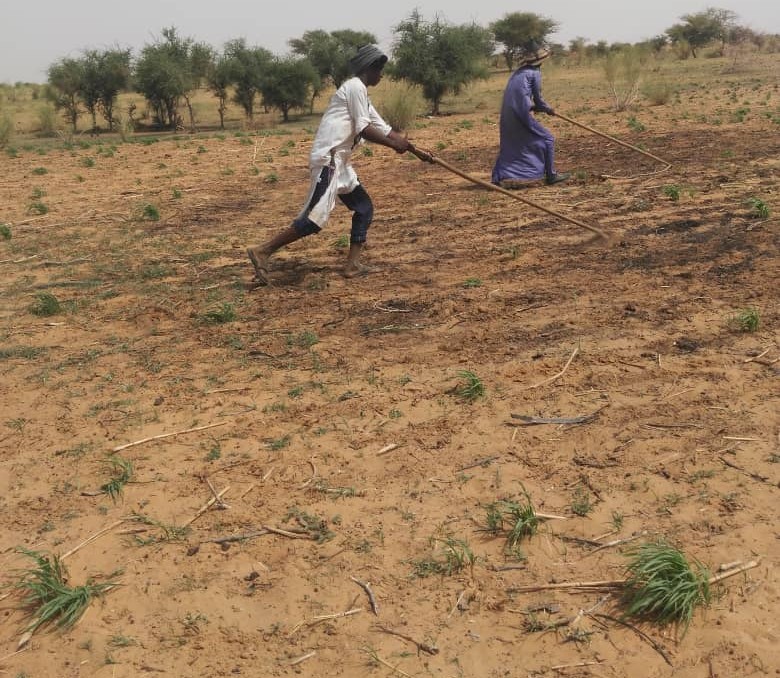 Campagne Agricole 2026 à Diffa : Semis Lents mais Prometteurs, un Début en Contraste
