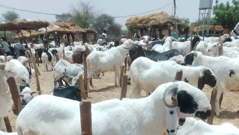 Tabaski 2026 à Niamey : Abondance de moutons, prix inaccessibles